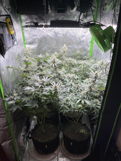 JLG Milk Bubbles & HSC Blueberry Muffin. Week 12