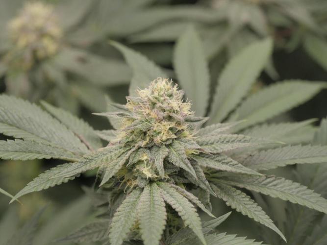 JLG Milk Bubbles & HSC Blueberry Muffin. Week 12