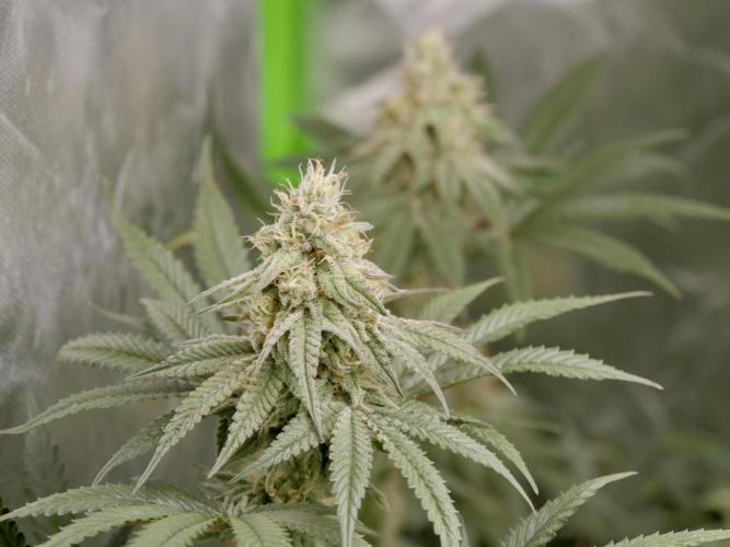 JLG Milk Bubbles & HSC Blueberry Muffin. Week 12