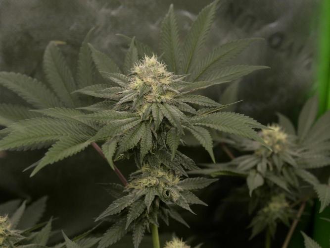 JLG Milk Bubbles & HSC Blueberry Muffin. Week 12