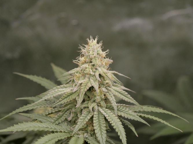 JLG Milk Bubbles & HSC Blueberry Muffin. Week 12