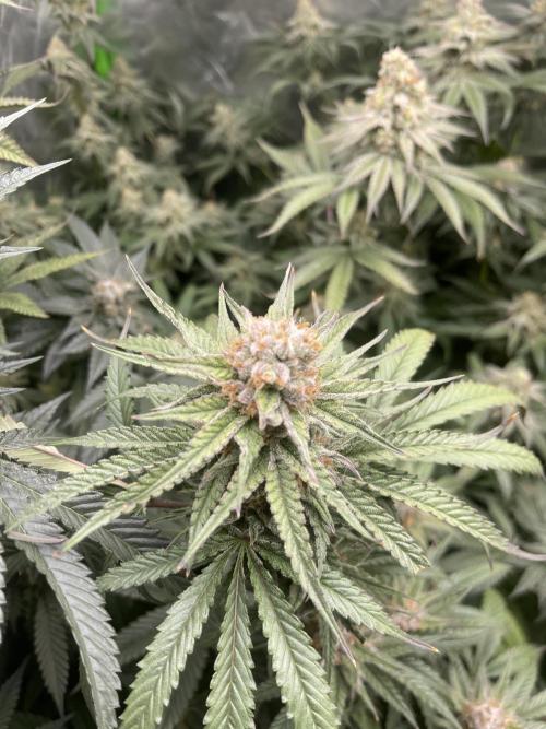 JLG Milk Bubbles & HSC Blueberry Muffin. Week 13