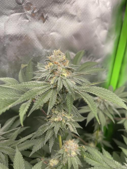 JLG Milk Bubbles & HSC Blueberry Muffin. Week 13