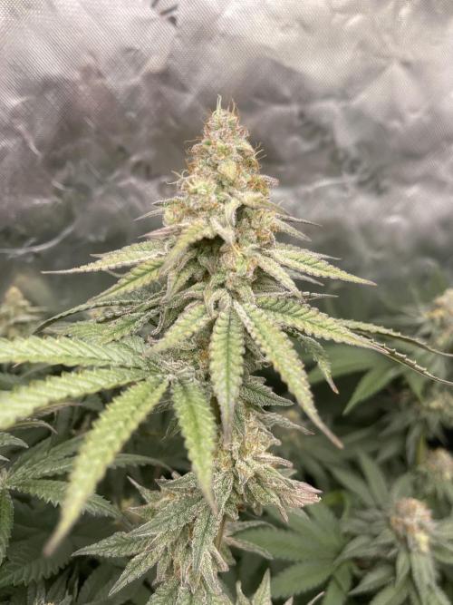 JLG Milk Bubbles & HSC Blueberry Muffin. Week 13