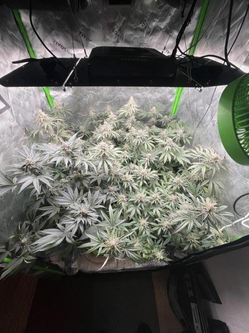 JLG Milk Bubbles & HSC Blueberry Muffin. Week 13