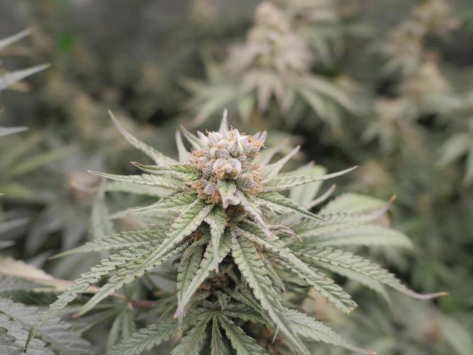 JLG Milk Bubbles & HSC Blueberry Muffin. Week 13