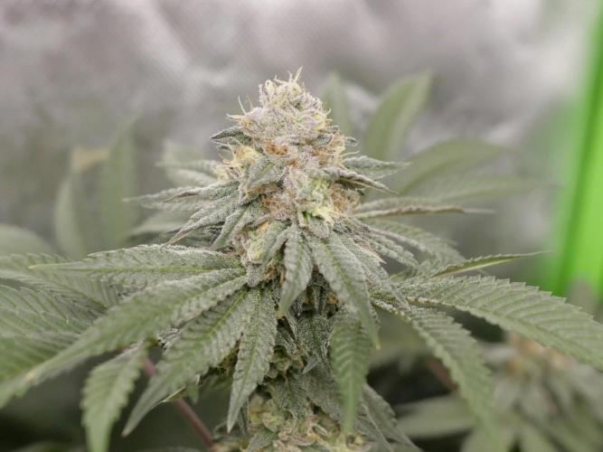 JLG Milk Bubbles & HSC Blueberry Muffin. Week 13