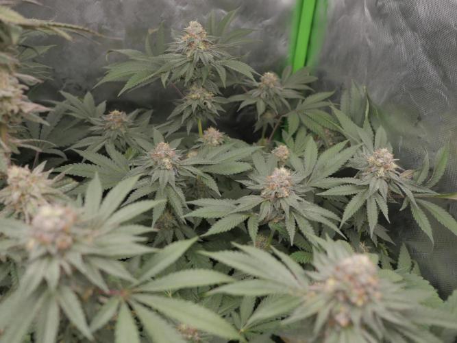 JLG Milk Bubbles & HSC Blueberry Muffin. Week 13