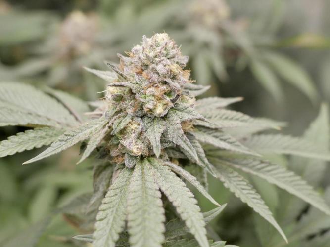 JLG Milk Bubbles & HSC Blueberry Muffin. Week 13