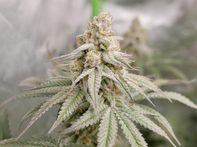 JLG Milk Bubbles & HSC Blueberry Muffin. Week 13