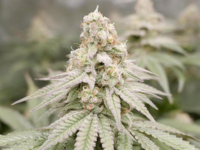 JLG Milk Bubbles & HSC Blueberry Muffin. Week 13