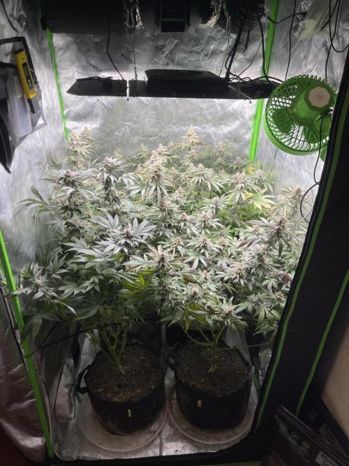 JLG Milk Bubbles & HSC Blueberry Muffin. Week 14