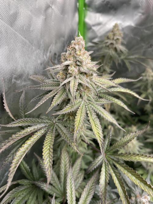 JLG Milk Bubbles & HSC Blueberry Muffin. Week 14