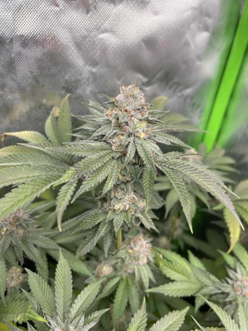 JLG Milk Bubbles & HSC Blueberry Muffin. Week 14