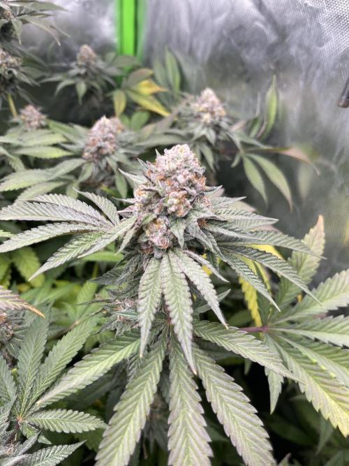 JLG Milk Bubbles & HSC Blueberry Muffin. Week 14