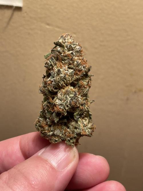 JLG Milk Bubbles & HSC Blueberry Muffin. Week 15