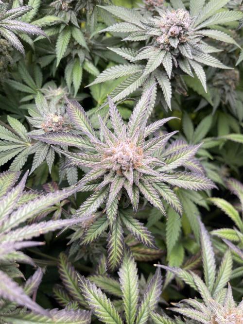 JLG Milk Bubbles & HSC Blueberry Muffin. Week 15