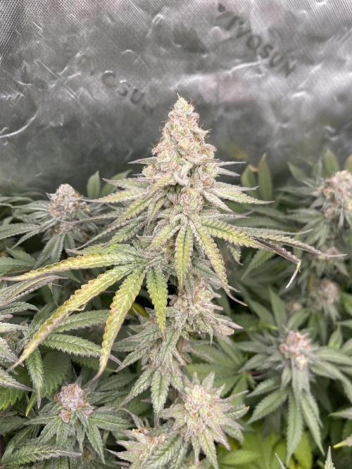 JLG Milk Bubbles & HSC Blueberry Muffin. Week 15