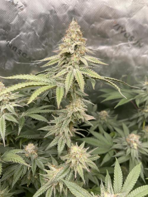 JLG Milk Bubbles & HSC Blueberry Muffin. Week 15