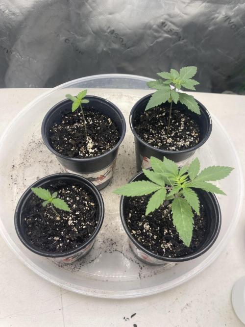 Insane OG, Gran Jefa. Week 1