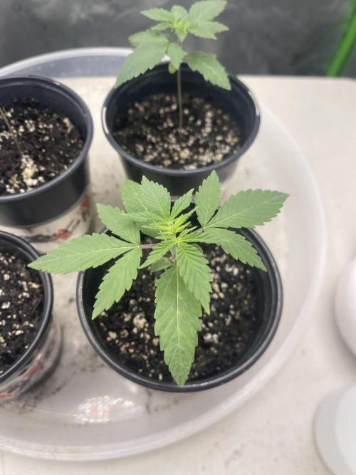 Insane OG, Gran Jefa. Week 1