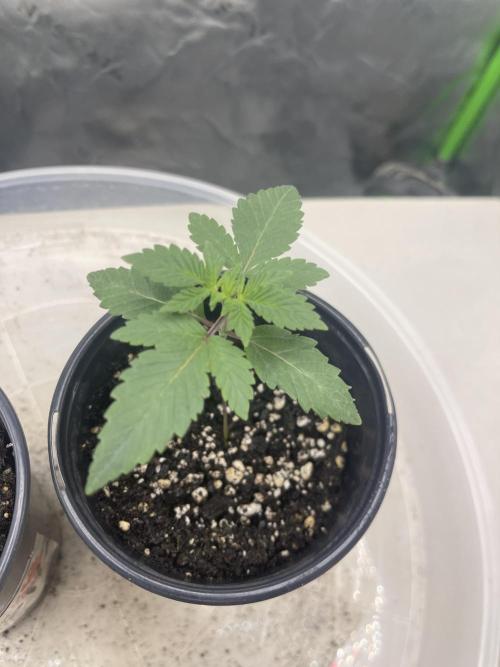 Insane OG, Gran Jefa. Week 1