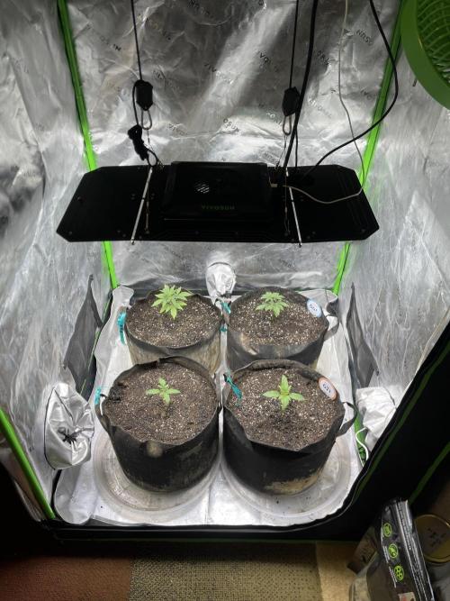 Insane OG, Gran Jefa. Week 3