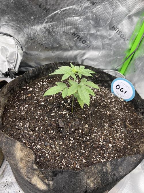 Insane OG, Gran Jefa. Week 3