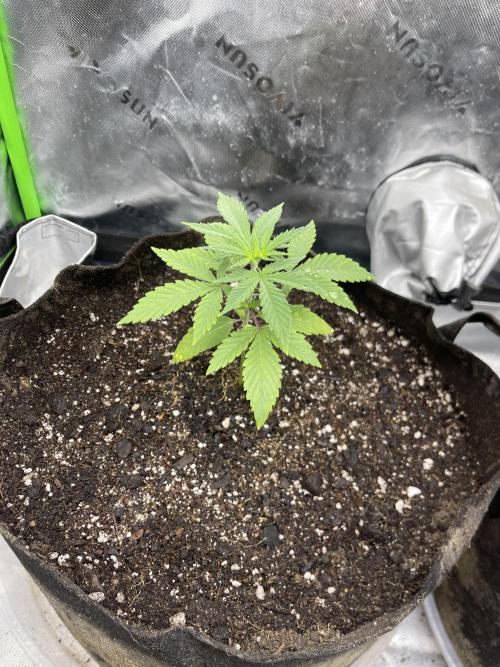 Insane OG, Gran Jefa. Week 3