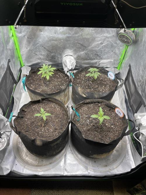 Insane OG, Gran Jefa. Week 3