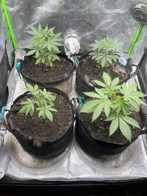 Insane OG, Gran Jefa. Week 4