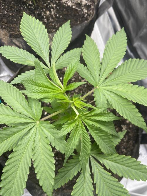 Insane OG, Gran Jefa. Week 4 - Gran jefa 1