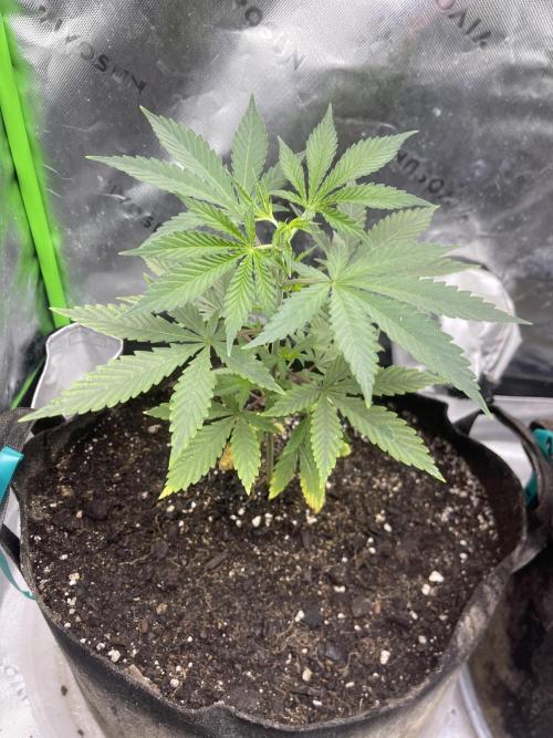 Insane OG, Gran Jefa. Week 4 - Insane Og 2