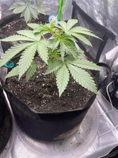 Insane OG, Gran Jefa. Week 4 - Gran jefa 1