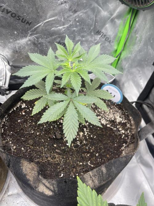 Insane OG, Gran Jefa. Week 4 - Insane Og 1
