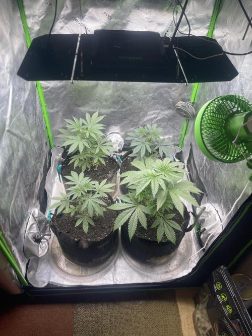 Insane OG, Gran Jefa. Week 5