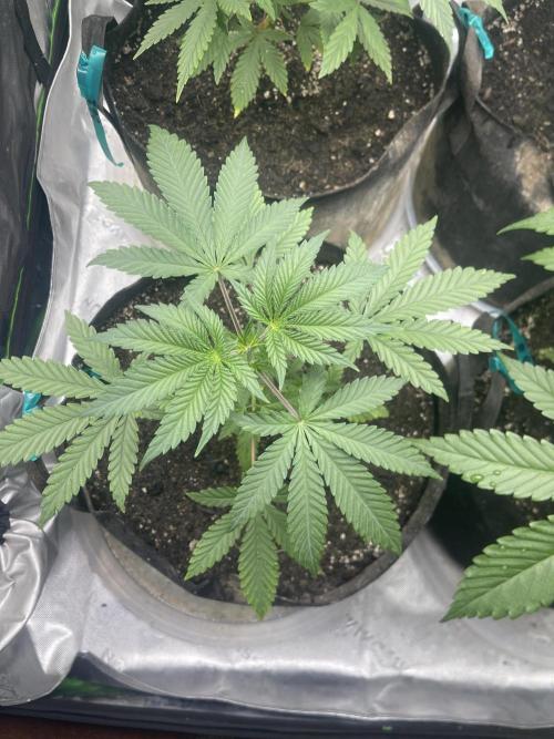 Insane OG, Gran Jefa. Week 5 - Gran jefa 2