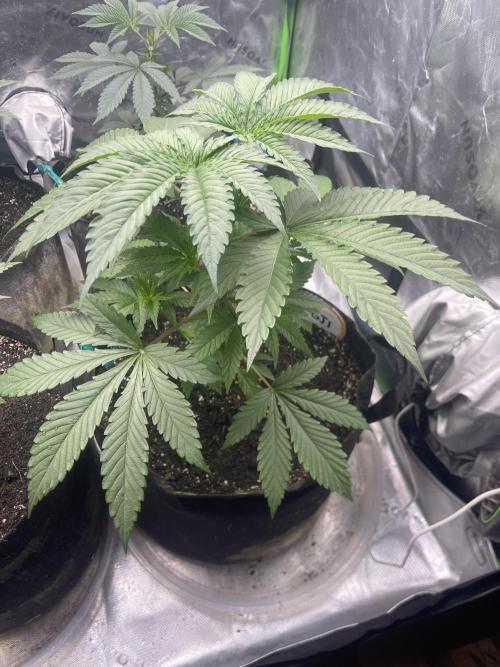 Insane OG, Gran Jefa. Week 5 - Gran jefa 1