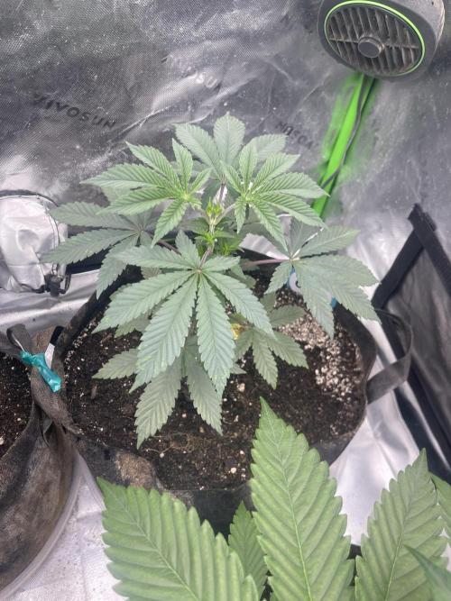 Insane OG, Gran Jefa. Week 5 - Insane Og 1