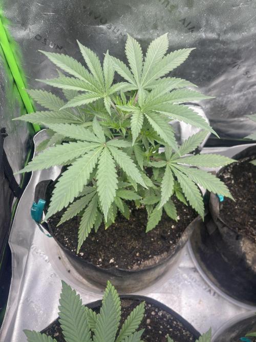 Insane OG, Gran Jefa. Week 5 - Insane Og 2