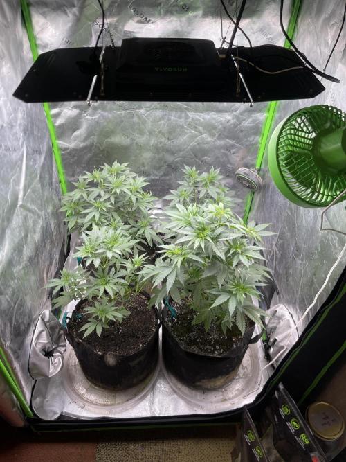 Insane OG, Gran Jefa. Week 6