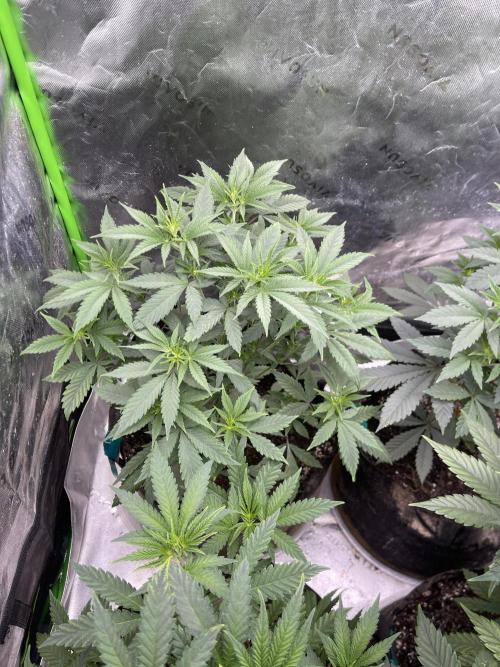 Insane OG, Gran Jefa. Week 6 - Insane Og 2