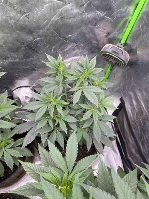 Insane OG, Gran Jefa. Week 6 - Insane Og 1