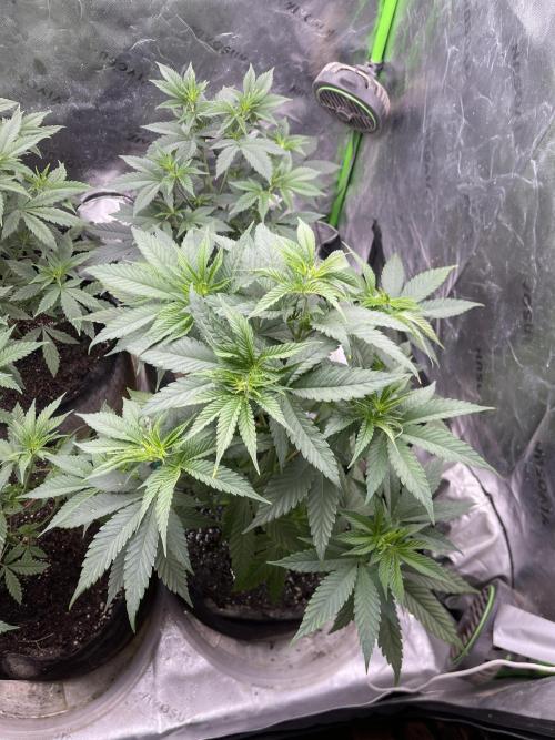 Insane OG, Gran Jefa. Week 6 - Gran jefa 1