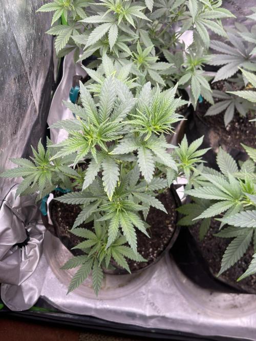 Insane OG, Gran Jefa. Week 6 - Gran jefa 2