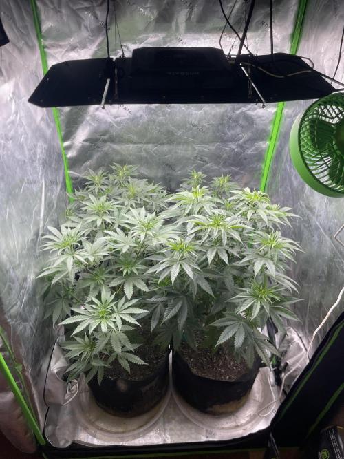 Insane OG, Gran Jefa. Week 7