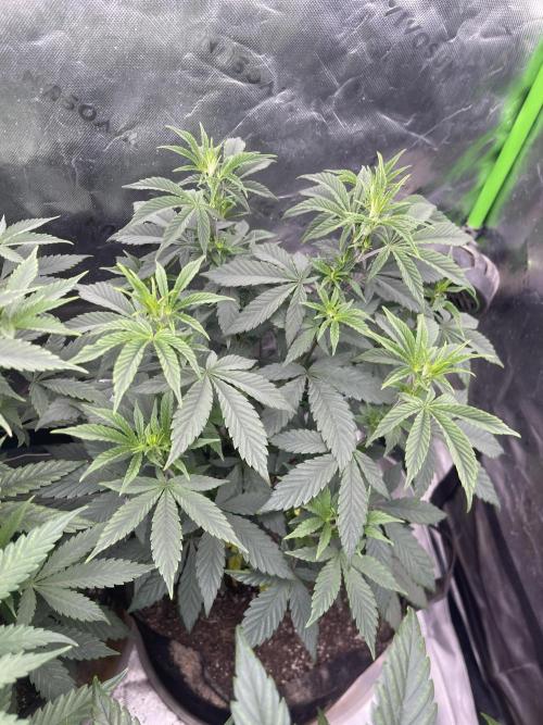 Insane OG, Gran Jefa. Week 7 - Insane og 1