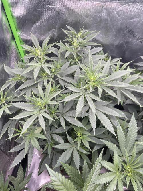 Insane OG, Gran Jefa. Week 7 - Insane og 2