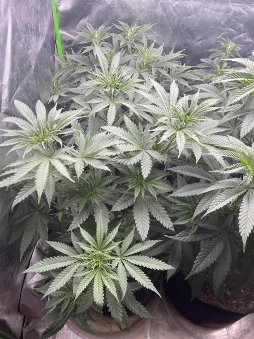 Insane OG, Gran Jefa. Week 7 - Gran jefa 2