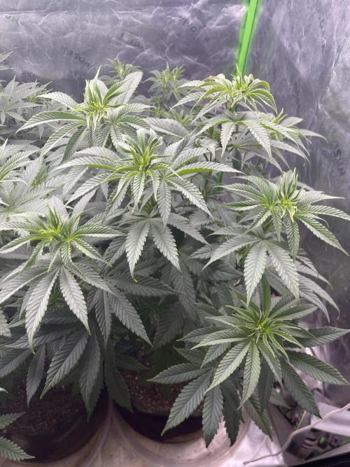 Insane OG, Gran Jefa. Week 7 - Gran jefa 1